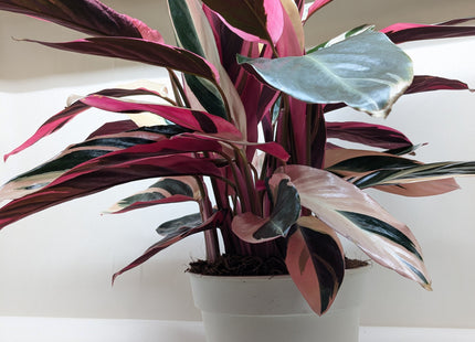 Stromanthe Triostar