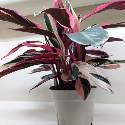 Stromanthe Triostar
