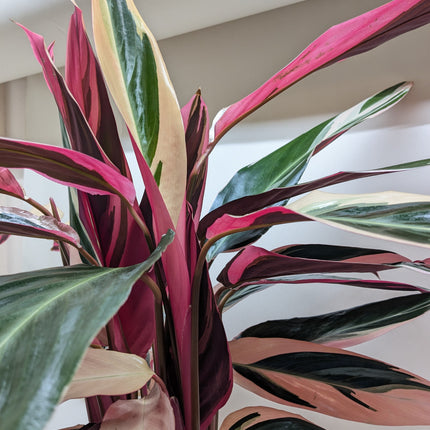 Stromanthe Triostar