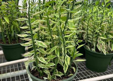 Variegated Devil's Backbone Euphorbia