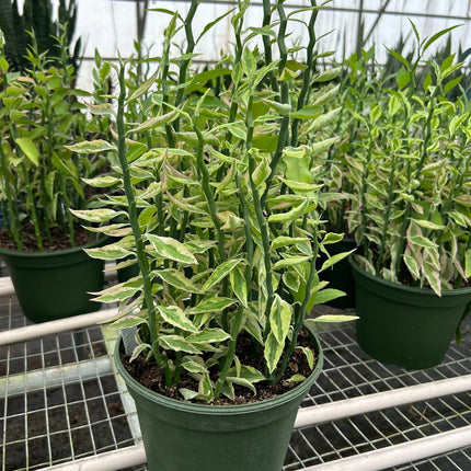 Variegated Devil's Backbone Euphorbia