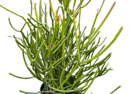 Euphorbia 'Pencil Cactus'