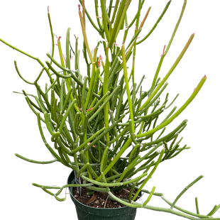 Euphorbia 'Pencil Cactus'