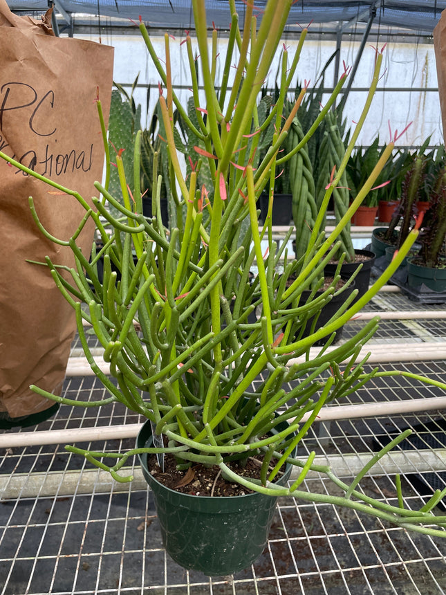 EUPHORBIA 'PENCIL CACTUS' | Live Plant for Indoor & Outdoor | House Plant Decor