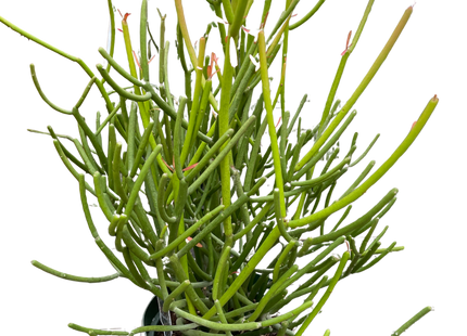 Euphorbia 'Pencil Cactus'