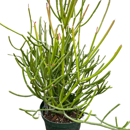 Euphorbia 'Pencil Cactus'
