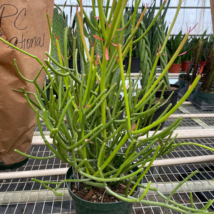 EUPHORBIA 'PENCIL CACTUS'