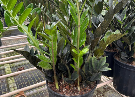 ZZ Zamioculcas 'Black Queen'