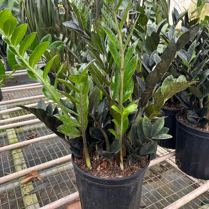 ZZ Zamioculcas 'Black Queen'