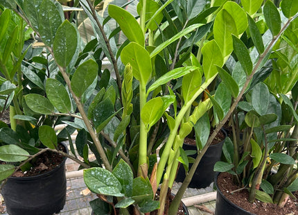 Zamioculcas Zamiifolia ZZ