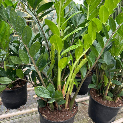 Zamioculcas Zamiifolia ZZ