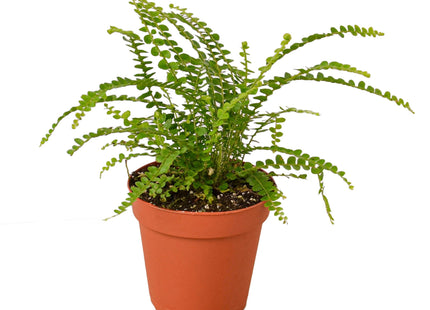 Fern 'Lemon Button'