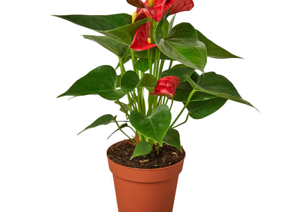 Anthurium 'Red'