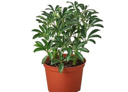 Schefflera Moonlight 'Umbrella Plant'