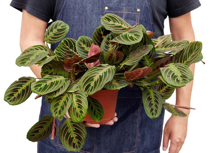 Maranta Red Prayer