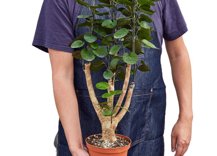 Aralia Fabian Stump 'Polyscias Scutellaria'