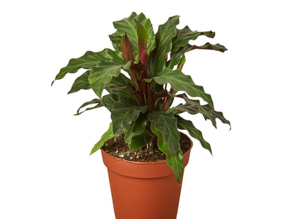 Calathea Rufibarba 'Furry Feather'