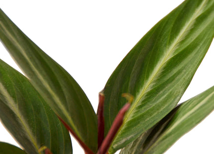 Stromanthe Sanguinea