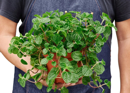 Pilea 'Crinkle'