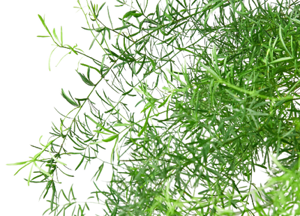 Fern 'Sprengeri'