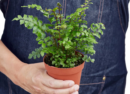 Mahogany Fern