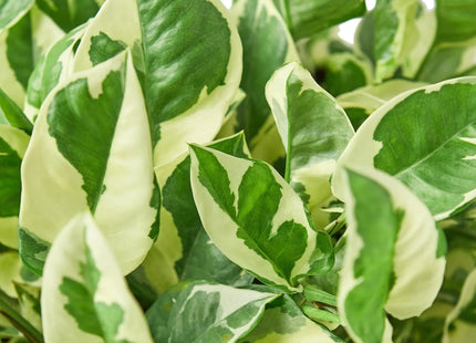 Pothos 'N'joy'