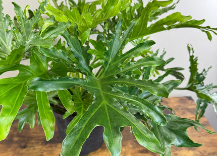 Philodendron ‘Lickety Split'