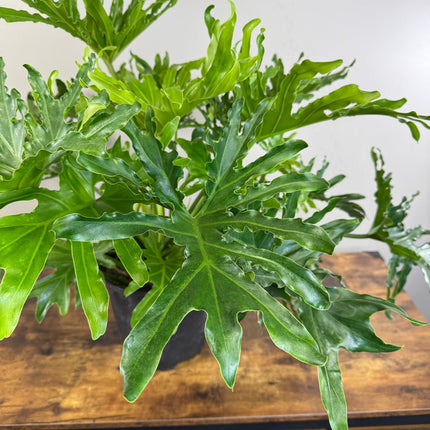 Philodendron ‘Lickety Split'