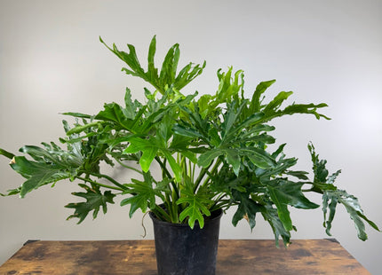 Philodendron ‘Lickety Split'