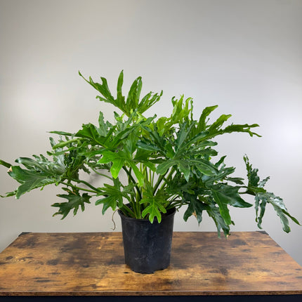 Philodendron ‘Lickety Split'