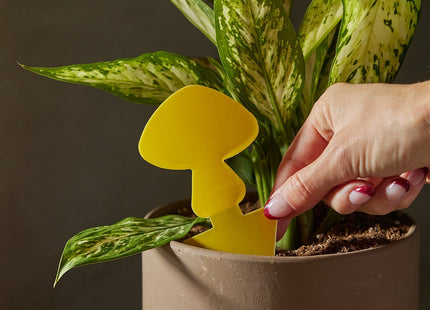 Sticky Traps for Plant Pests