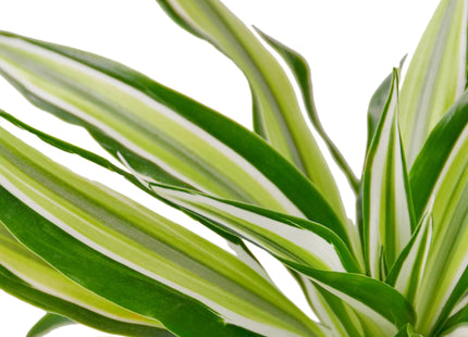Dracaena 'Malaika'