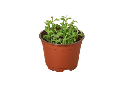 Succulent 'String of Dolphins'