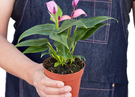 Anthurium 'Purple'