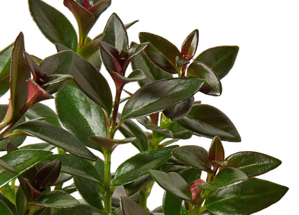 Nematanthus Black Goldfish Plant