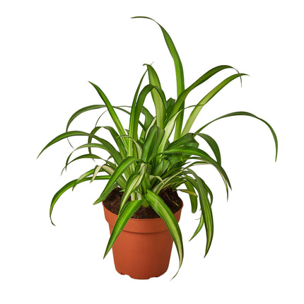 Spider Plant Hawaiian