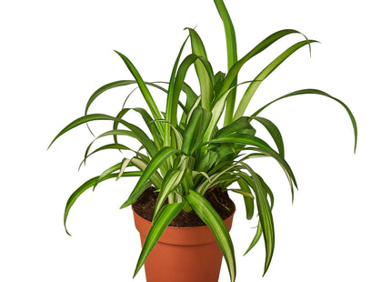 Spider Plant Hawaiian