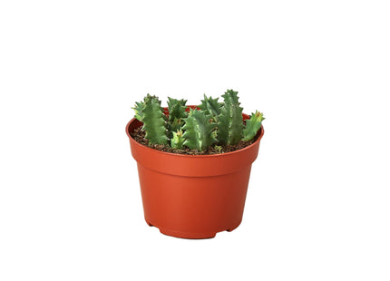 Lifesaver Cactus