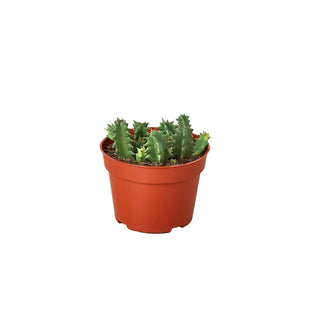 Lifesaver Cactus