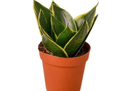 Snake Plant Emerald Star