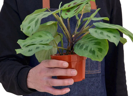 Maranta 'Leuconeura'
