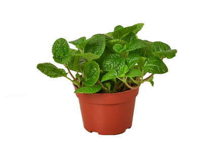 Pilea 'Crinkle'