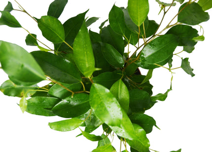Ficus 'Benjamina' - 6" Pot
