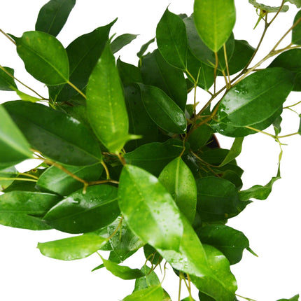 Ficus 'Benjamina'  | Live Plant for Indoor & Outdoor | House Plant Decor