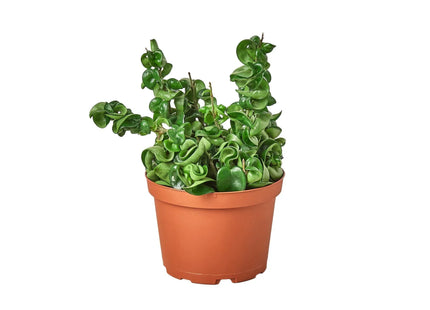 Hoya Rope Plant