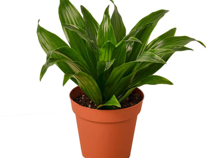Dracaena 'Janet Craig'