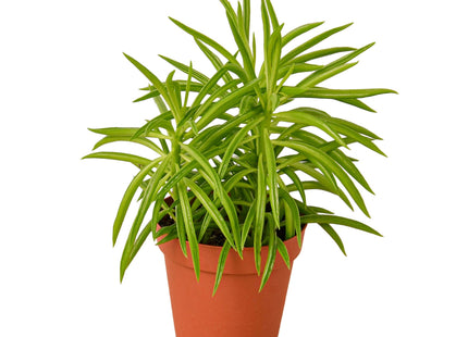 Peperomia 'Green Bean'