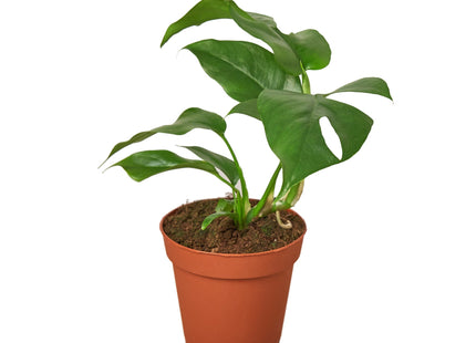 Philodendron Mini Monstera Minima