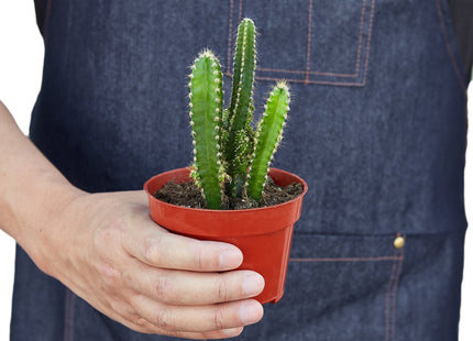 Fairy Castle Cactus