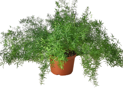 Fern 'Sprengeri'